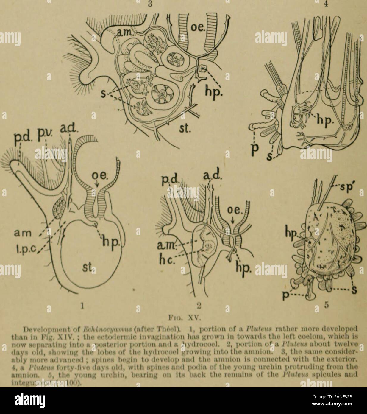 A treatise on zoology . Fig. XIV. PZw&lt;eu5 of EcTii ftocT/a wins (after Theel).About 75 times nat. size. Explanation of letters to Figs.XIV. and XV.—o.c, anterior coelom ;a.d, anterior dorsal arm; am, am-niotic invagination ; a.v, anteriorventral arm; Tic, hydrocoel; hy,hydropore ; l.-p.c, left posteriorcoelom ; 0, mouth ; oe, oesophagus ;p, podia ; ?pd, posterior dorsal arm ;p.v, posterior ventral arm; r.p.c,right posterior coelom ; s, spines ofEchinoid ; sp, spicules of Pluteus :sp, the same being absorbed ; st,stomach.. ECHINODERMA—GENERAL DESCRIPTION 17 growing tube feet ;ind spines caus Stock Photo