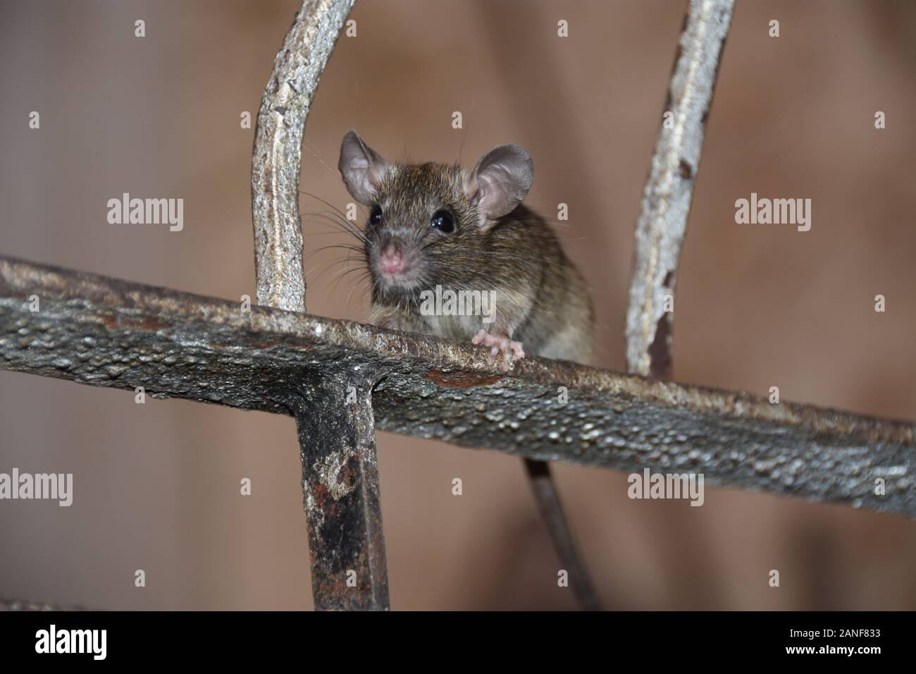 A mouse looking up from the window Stock Photo - Alamy