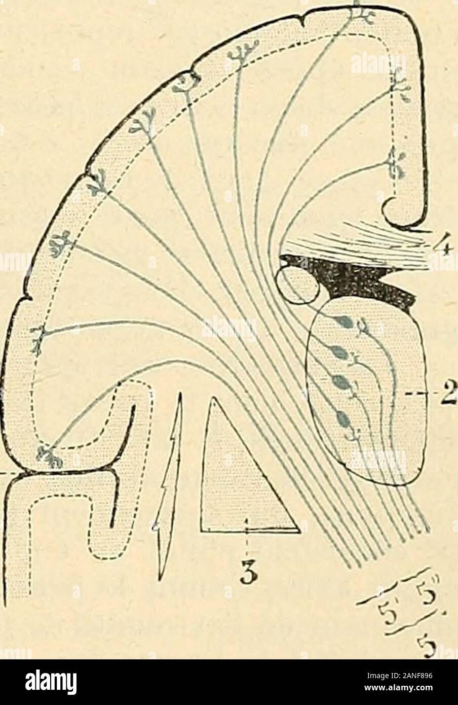 Kidney Transplant Gift T-shirt, Kidney Transplant Surgery Tee, Kidney Organ  Donation Awareness, Unisex Kidney Transplant Recipient Gift - Etsy, image size:904x1390