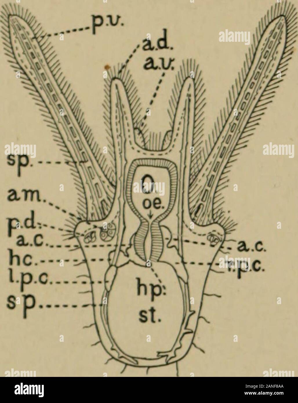 A treatise on zoology . f the water-vascular system. The development of Echinoidea has been studied by J. Miiller(1852), Agassiz (1864), Metschnikoff (1869), Bury (1889), andmany others. The results are summarised by Theel in his admir-able account of the development of Echinocyamus pusillus (1892).Up to the stage corresponding to the Dipleurula no importantdivergences are manifest. The peculiarities of the ensuing meta-morphosis appear due to the extreme development of a free-swimming Pluteus (Fig. XIV.). At an early stage there is aninvagination (am) of the ectoderm on the left side between Stock Photo