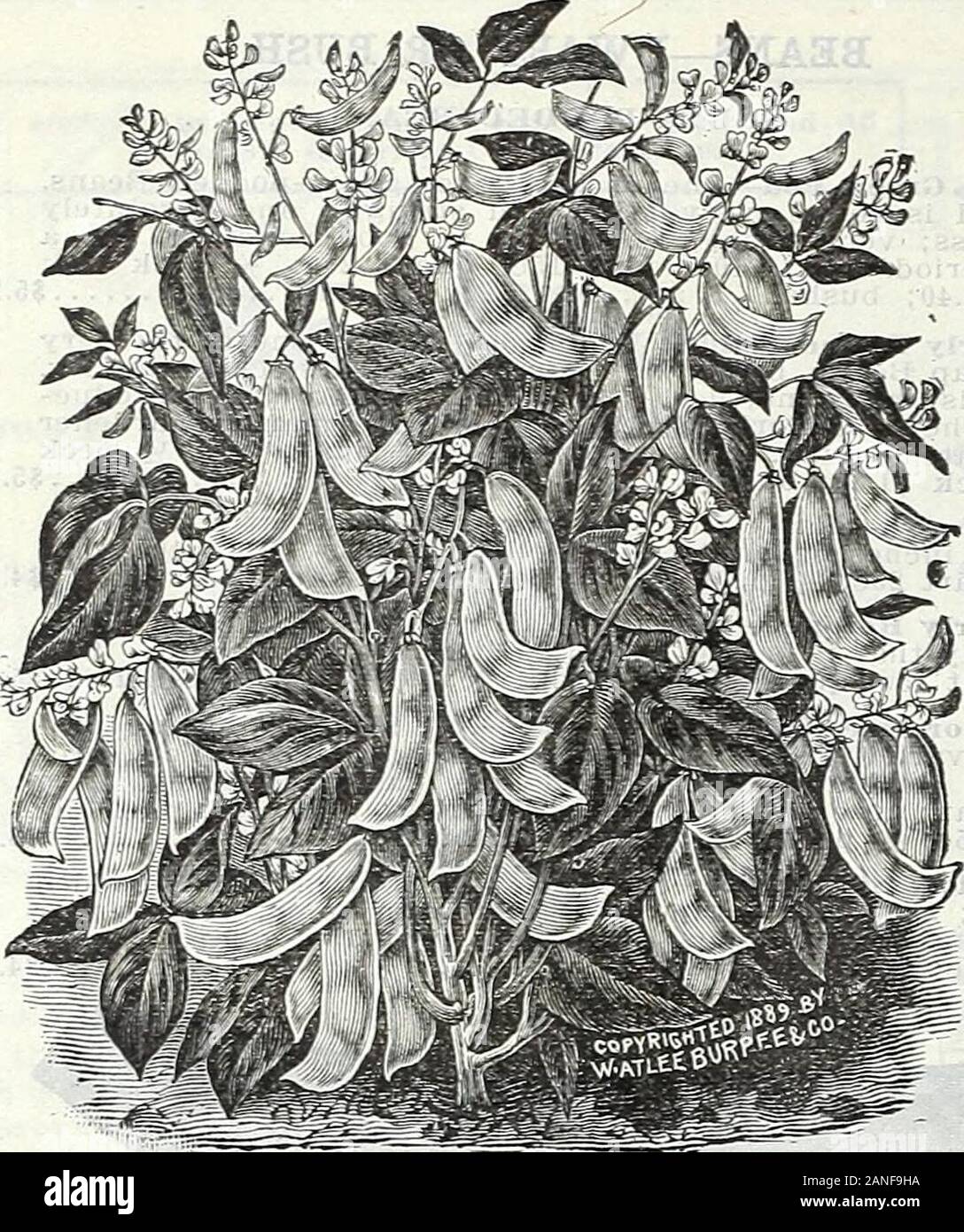 Farm and garden annual, spring 1906 . Broad Windsor—The best. Pkt. 10c; pint 20c; qt. .30 BEFUGEE, Or l,l)0U TO ONE BEAN. 8 CURRIE BROTHERS CO. FARM AND GARDEN ANNUAL. BEANS, BUSH LIMA. Lima Beans do not receive the attention in our state that they de-serve. Sown at the same time as Wax Beans, they mature a cropof shell beans by August. These shelled Lima Beans are admitted tobe the most delicately flavored of all the bean family. Lima Beansand shelled green corn constitute the famous dish called Succotash,so much used in the Eastern States. Burpees Bush Lima—Grows about 20 inches high. Beans Stock Photo