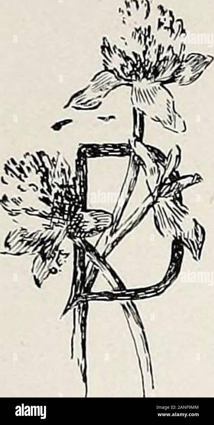 Hawkeye June Lorvgings Own From The Heart Of A June Blue Sky Falls Note Of Bird Glad Sing Ing Through Leafag E Sun Lit Golden Green Rose Fragrant Breaths Go Winging Just Such A Day As When Sweet Heart Loves Pledge