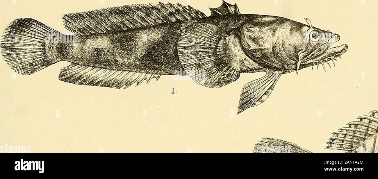 The fishes of India; being a natural history of the fishes known to inhabit the seas and fresh waters of India, Burma, and Ceylon . G.HFord del SuziniKh. 6. -I l&nterx. Srcs nnf 1, BATRACHUS GRUNNIENS4., GOBIUS SEXFASCIATUS. 2.ANTENNARTUS NUMMIFER. 3, PLATYCEPHALUS MACRACANTHUS. 5, G. VIR1DIPUNCTATUS. 6 , G. SEMIDOLIATUS (f). Days Kslies of India. Plate : X. Stock Photo
