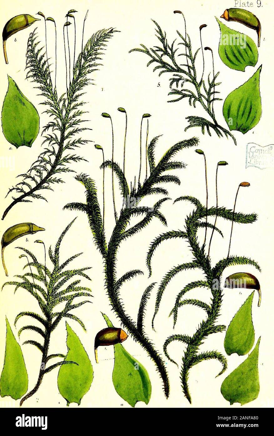 Handbook of British mosses; comprising all that are known to be natives of the British Isles . W raid,,dei et lit Vincent Broolra, Imp PLATE IX. 1. Hypnum splendens. a. leaf, magnified. 6. sporangium, magnified. 2. H. brevirostre. a. leaves, from before and behind, magnified. b. sporangium, magnified. 3. H. triquetrum. a. leaves, magnified. b. sporangium, magnified. 4. H. loreum. a. leaves, magnified. b. sporangium, magnified. 5. H. flagellare. a. leaves, magnified. b. sporangium, magnified.. Writari.da »r- -t PLATE X. 1. Hypnum squarrosum (a procumbent form). a. leaf from behind, magnified. b Stock Photo