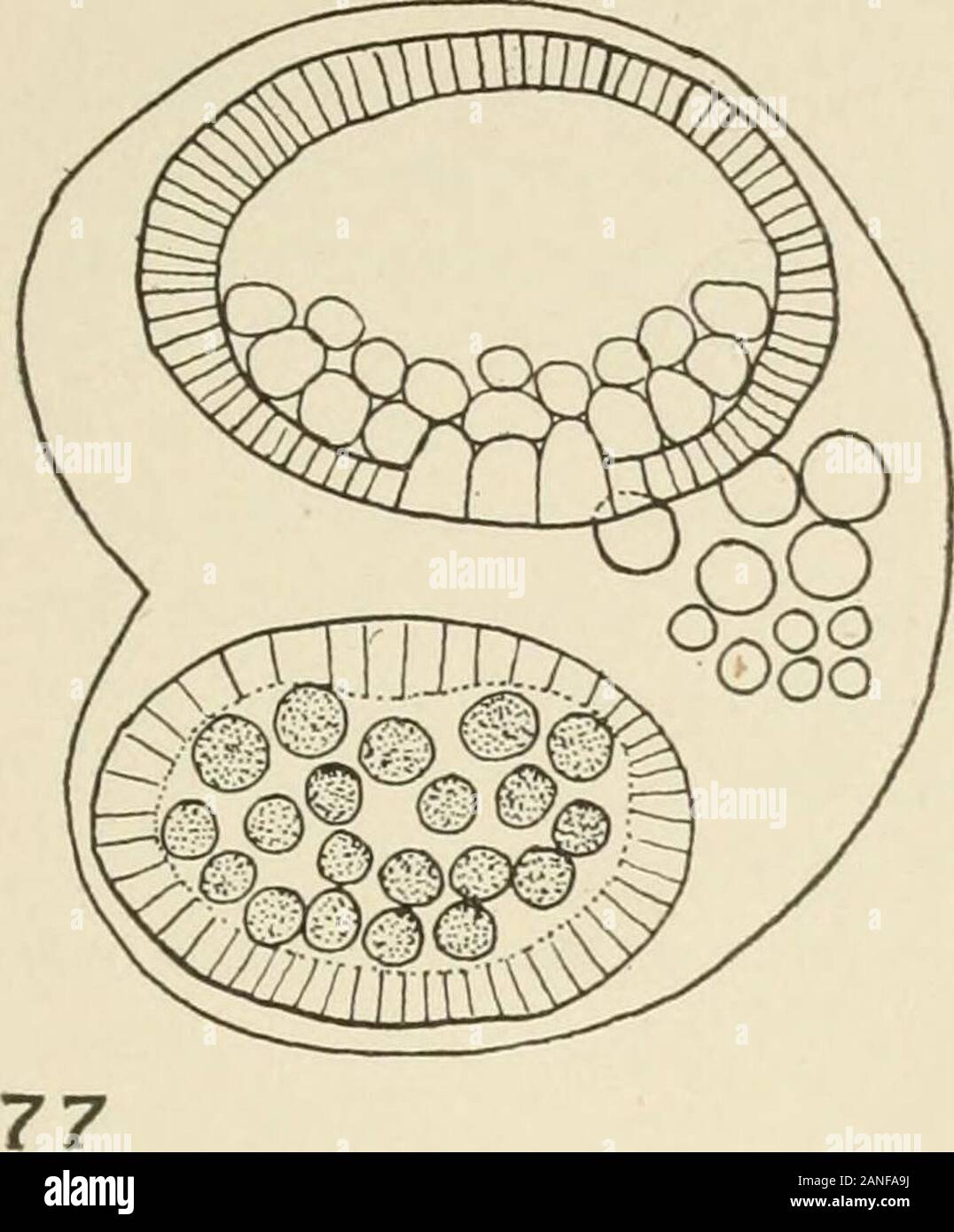 The Journal of experimental zoology . ively of one and thesame embryo ...