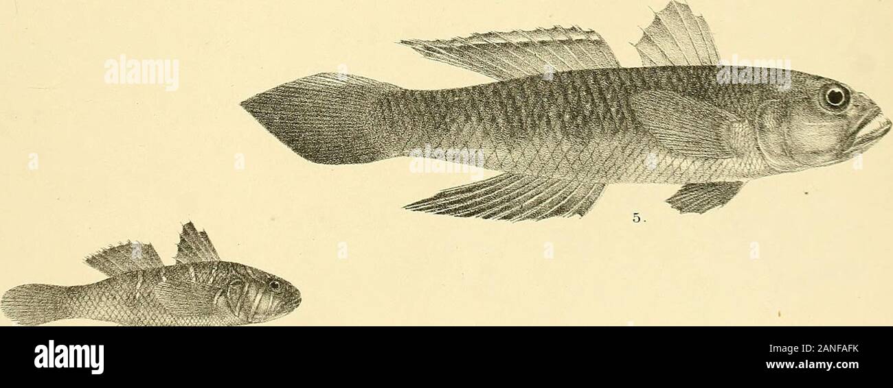 The fishes of India; being a natural history of the fishes known to inhabit the seas and fresh waters of India, Burma, and Ceylon . Kb*. G.HFord del SuziniKh. 6. -I l&nterx. Srcs nnf 1, BATRACHUS GRUNNIENS4., GOBIUS SEXFASCIATUS. 2.ANTENNARTUS NUMMIFER. 3, PLATYCEPHALUS MACRACANTHUS. 5, G. VIR1DIPUNCTATUS. 6 , G. SEMIDOLIATUS (f). Days Kslies of India. Plate : X Stock Photo