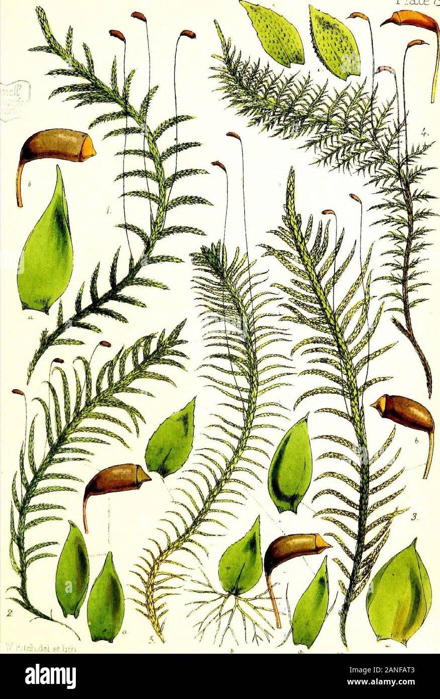 Handbook of British mosses; comprising all that are known to be natives of the British Isles . PLATE VIII. 1. Hypnum cuspidatum. a. leaf, magnified. 6. sporangium, magnified. 2. H. Schreberi. a. leaves, from before and behind, magnified. b. sporangium, magnified. 3. H. purum. a. leaves, from before and behind, magnified. b. sporangium, magnified. 4. Thuidium tamariscinum. a. leaves, magnified. b. sporangium, magnified. 5. Hypnum Blandovii. a. leaf, magnified. b. leaf, seen from behind, with down-like paraphylla c. sporangium, magnified. Plale 8.. W raid,,dei et lit Vincent Broolra, Imp PLATE I Stock Photo