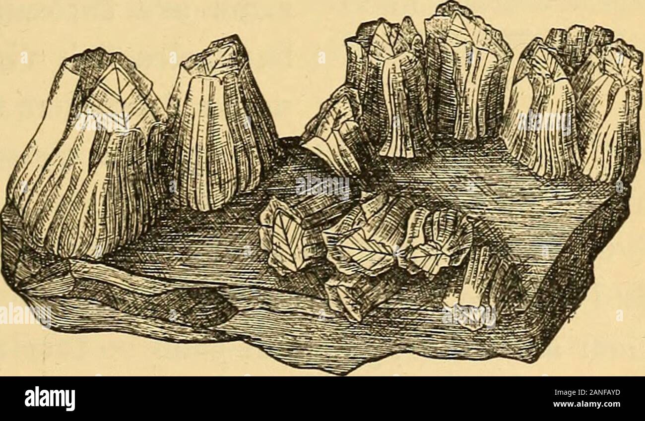 Bonacles Animal life in the sea and on the land . n perforated chests floating ...