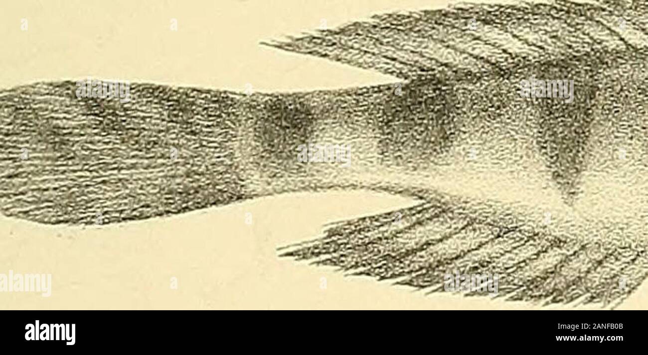 The fishes of India; being a natural history of the fishes known to