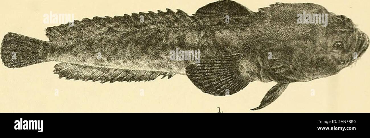 The fishes of India; being a natural history of the fishes known to inhabit the seas and fresh waters of India, Burma, and Ceylon . 3 Foi Mintern hlh Mintern Bros irap 1, PERCIS PUNCTATA. 2. P. PULCHELLA. 5, OPISTHOGNATHUS ROSENBERGII. 3, SILLAGO DOMTNA. 4. S. MA.CULATA. e.PSEUDOCHROMIS XANTHOCHIR. Days Fishes of India. Plate LIX.. Stock Photo
