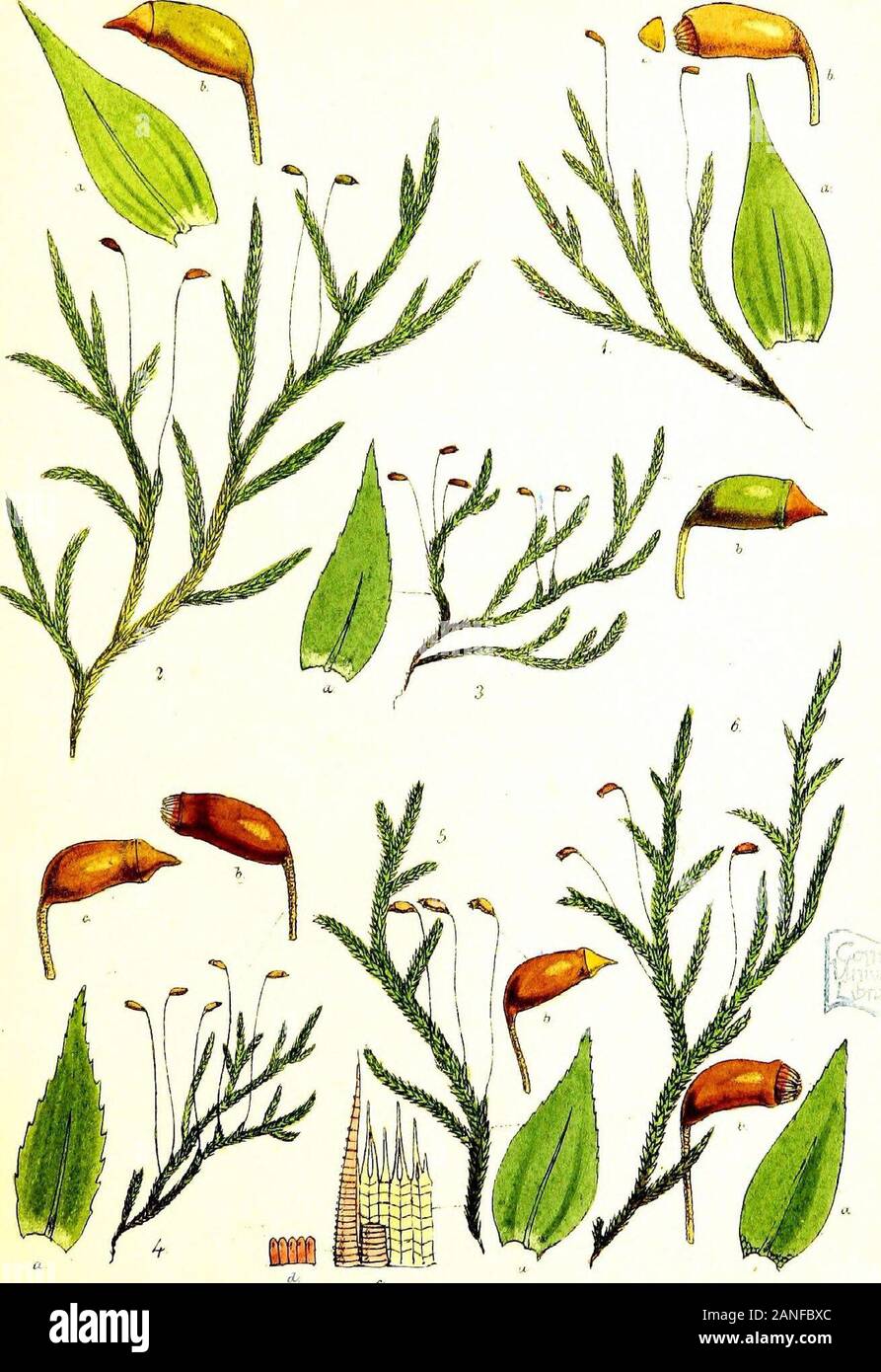 Handbook of British mosses; comprising all that are known to be natives of the British Isles . m-tzr* Vincent 3rookEj PLATE V. 1. Hypnum albicans. a. leaf, magnified. b. sporangium, magnified. c. lid, magnified. 2. H. Iute3cens. a. leaf, magnified. b. sporangium, magnified.8. H. plumosum. a. leaf, magnified. b. sporangium, magnified. 4. H. velutinum. a. leaf, magnified. b. sporangium, with peristome, magnified. c. sporangium, with lid, magnified. 5. H. rutabulum. a. leaf, magnified. b. sporangium, magnified. c. part of peristome, magnified. d. ring, magnified. 6. H. rivulare. a. leaf, magnifie Stock Photo