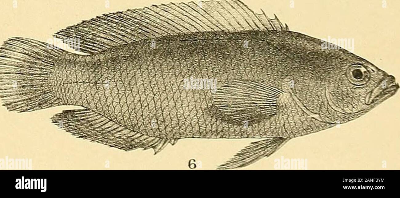 The fishes of India; being a natural history of the fishes known to inhabit the seas and fresh waters of India, Burma, and Ceylon . 3 Foi Mintern hlh Mintern Bros irap 1, PERCIS PUNCTATA. 2. P. PULCHELLA. 5, OPISTHOGNATHUS ROSENBERGII. 3, SILLAGO DOMTNA. 4. S. MA.CULATA. e.PSEUDOCHROMIS XANTHOCHIR. Days Fishes of India. Plate LIX. Stock Photo