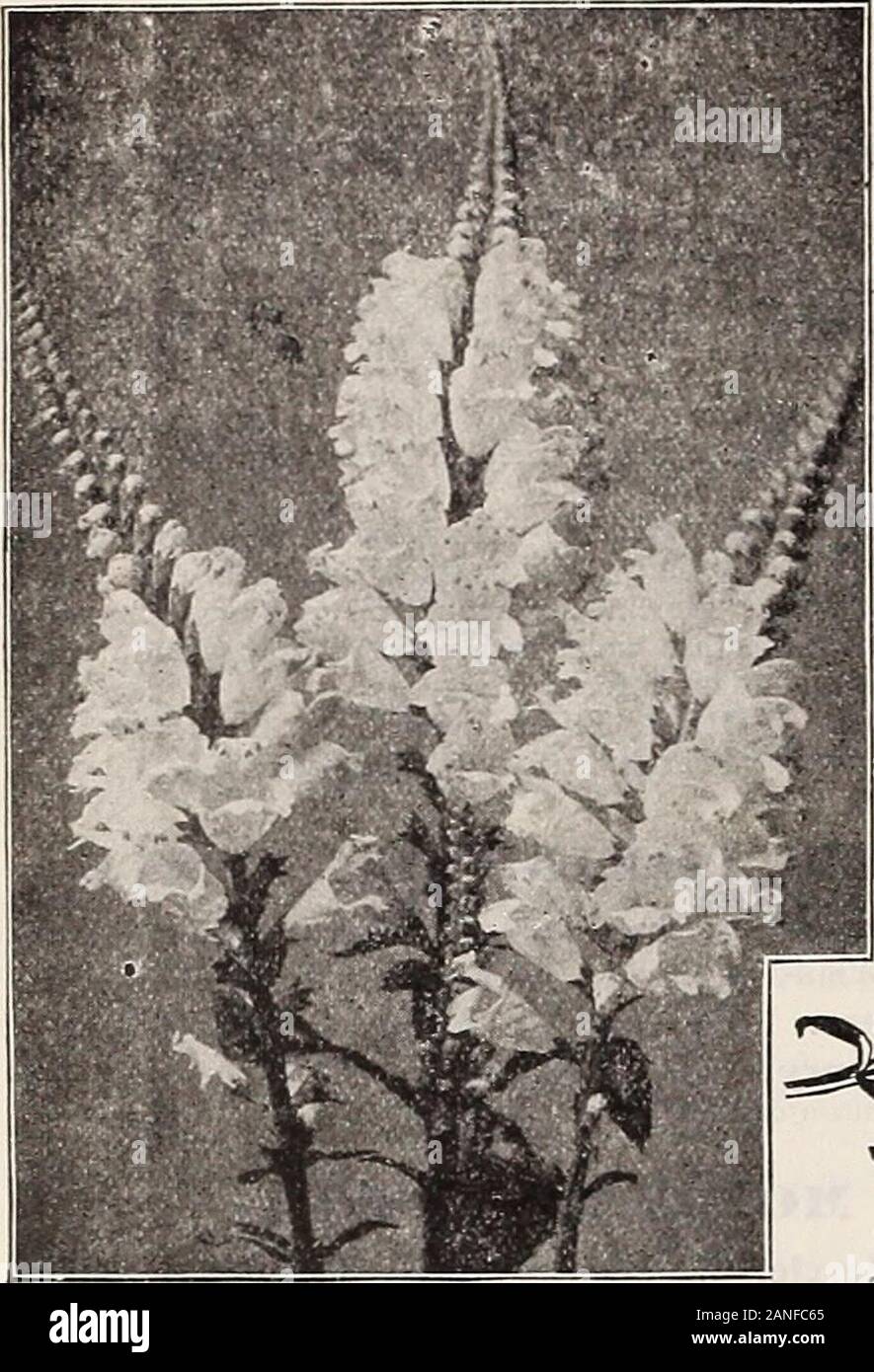 Dreer's 72nd annual edition garden book : 1910 . Phvsostegia. PHYSOSTEGIA (Fal.e Dragon-Head). One of the most beautiful of our niid-summer-flowering perennials,forming dense bushes 3 to 4 feet high, bearing spikes of delicate tubularflowers not unlike a gigantic heather. (See cut.)Virginica. Bright but soft pink.•— alba. Pure white, very fine.— SpeciOSa. Very delicate pink. l.T cts. each; $1.50 per doz.; $;10.00 per 100. HARDY GARDBX PINKS. Old favorites, bearing their sweet clove-scented flowers in the greatc-tprofusion during May and June. They are indispensable for the edge ofthe hardy bor Stock Photo