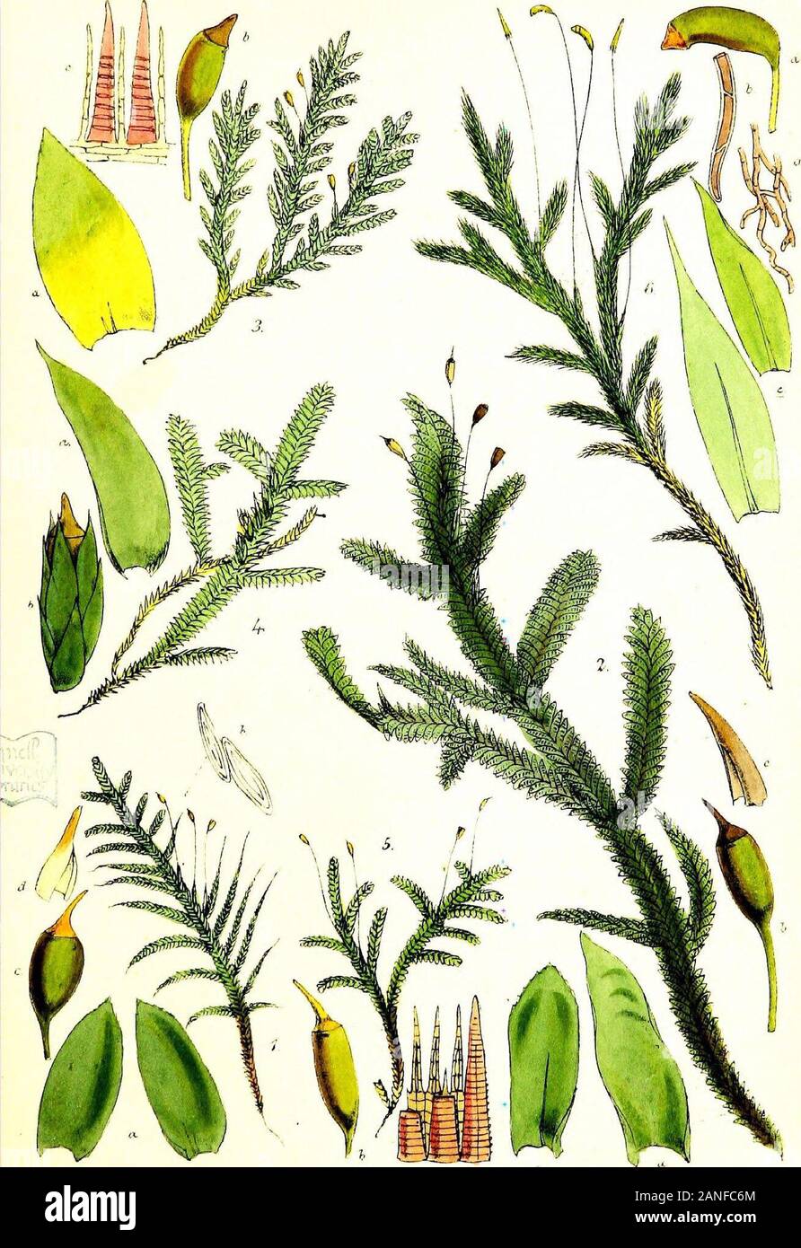 Handbook of British mosses; comprising all that are known to be natives of the British Isles . ^itfift.ila.ec -itTi ViTvcent Eroo^ks Inn PLATE IV. 1. Neckefa complanata, a. leaves, magnified. b. leaf-cells, magnified. c. sporangium, magnified. d. veil, magnified. 2. N. crispa. a. leaf, magnified. b. sporangium, magnified. c. veil, magnified. 3. N. pumila. a. leaf magnified. b. sporangium magnified. c. part of peristome, magnified, seen from within. 4. N. pennata. a. leaf, magnified. b. sporangium, magnified, with perichaetium. 5. Homalia trichomanoides. a. leaf, magnified. b. sporangium, magni Stock Photo
