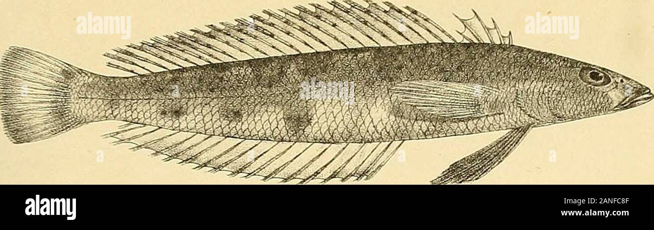 The fishes of India; being a natural history of the fishes known to inhabit the seas and fresh waters of India, Burma, and Ceylon . Susjui 3i(h Minter-n Bros imp I.ECHENEiS NEUCRATES1 2, E. ALBESCENS. J 3, SILLAGO SIHAMA.5,0PISTH0GNATHUS NIGROMARGINATUS. 4.PERCIS HEXOPHTHALMA Days Fishes of India. Plate LVHI.. Stock Photo
