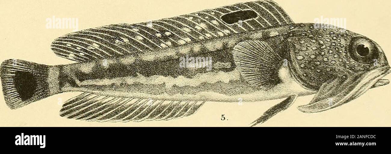 The fishes of India; being a natural history of the fishes known to inhabit the seas and fresh waters of India, Burma, and Ceylon . ;fe. Susjui 3i(h Minter-n Bros imp I.ECHENEiS NEUCRATES1 2, E. ALBESCENS. J 3, SILLAGO SIHAMA.5,0PISTH0GNATHUS NIGROMARGINATUS. 4.PERCIS HEXOPHTHALMA Days Fishes of India. Plate LVHI. Stock Photo
