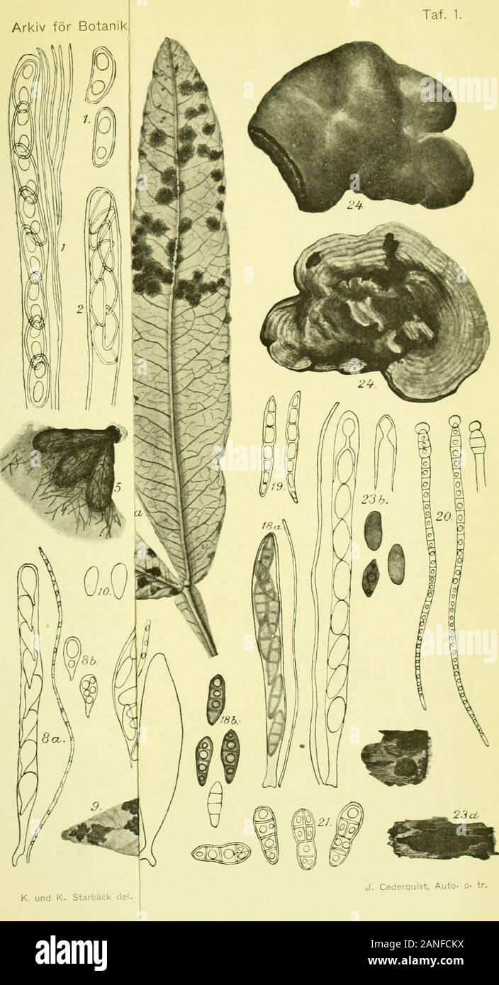 Arkiv för botanik . » 13. Corynelia oreophila. a. Habitusbild eines Perithecien-häufchens. etw. vergr., b. ein Perithecium von derSeite, c. ein Perithecium von oben stärker vergr. » 14. C. tropica. Ein Perithecium stark vergr. » 15. Mycosphcerella asunciensis. Sporenschläuche und Asco-sporen, ^^^i- » 16. M. perexigua. Sporenschlauch und Ascosporen, ^^^/i. y&gt; 17. Apiospora controversa. a. Habitusbild nat. Gr., b. Sporen-schläuche, c. Ascosporen, ^^^ji. » 18. Leptosphreria cylindrostoma. a. Sporenschlauch, b. Asco-sporen, ^^/i. » 19. L. acheniarum. Ascosporen, ^^^/u STARBÄCK, ASCOMYCETEN D. S Stock Photo