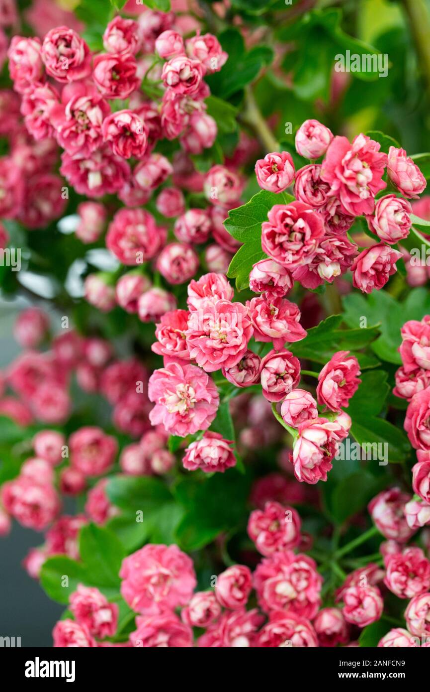 Crataegus laevigata ‘Paul’s Scarlet’ flowers. Stock Photo