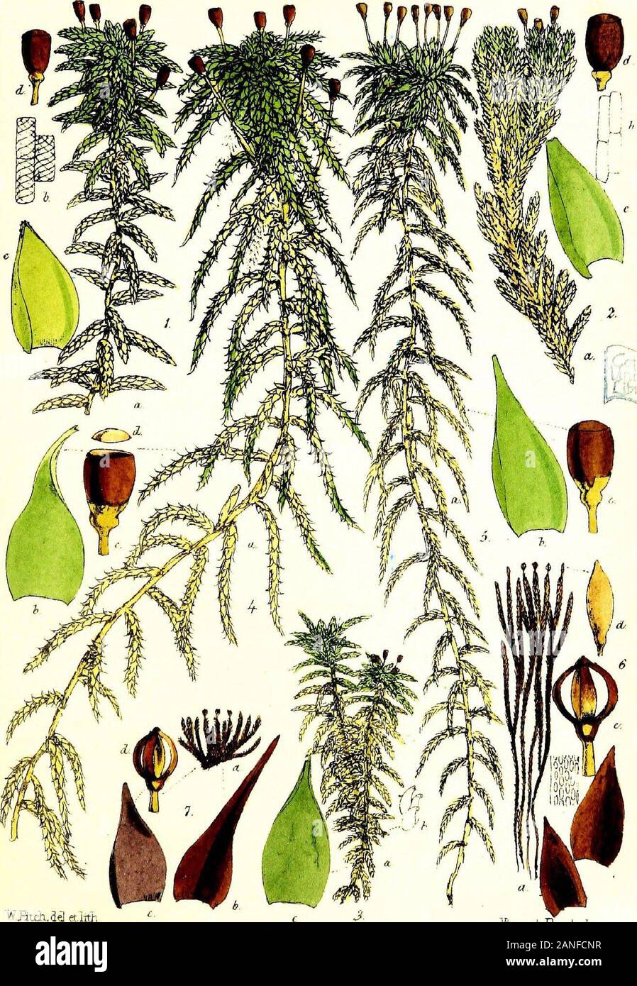 Handbook of British mosses; comprising all that are known to be natives of the British Isles . VKEtdvaelatMi. gi VmcentBroQks.Iirip. PLATE II. 1. Sphagnum cymbifolium. a. plant, nat. size. b. cells from stem, magnified. c. leaf, magnified. d. sporangium. 2. S. compactum. a. plant, nat. size. b. cells from stem, magnified. c. leaf, magnified. d. sporangium. 3. S. molluscum. a. plant, nat. size. b. cells from stem, magnified. c. leaf, magnified. 4. S. acutifolium. a. plant, nat. size. b. leaf, magnified. c. sporangium with remains of veil, magnified. d. lid, magnified. 5. S. squarrosum. a. plant Stock Photo