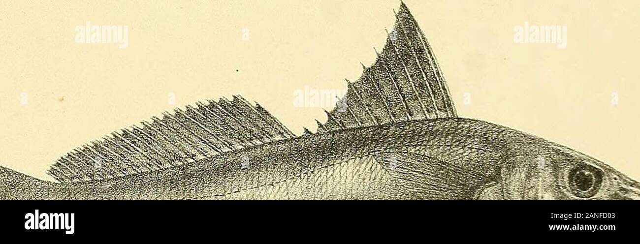 The fishes of India; being a natural history of the fishes known to