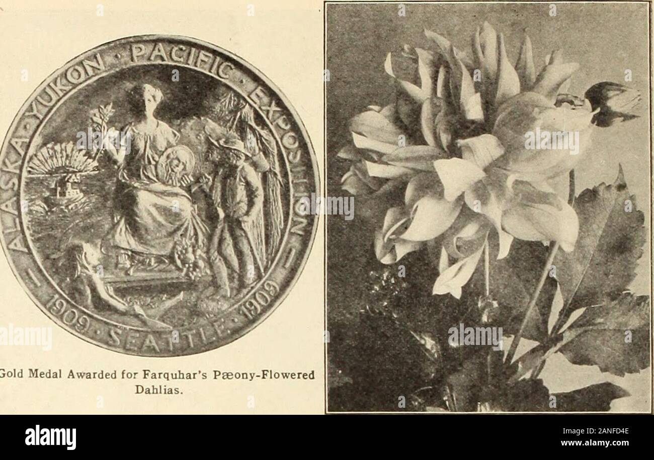 Farquhar's 1910 garden annual . on, the plants are usually still gay with the brilliant ball-like blooms.Each, .15; per doz., $1.50; per 100, $12.00; by mail, each, .20; per six. $1.00; per doz., $2.00.Collection of Pompon Dahlias, twelve choice sorts of our selection, $1.50; by mail, $2.00. Catherine. Pure yellow. Little Bessie. Creamy white (piilled petals. Darkness. Dark velvety maroon. Little Herman. Deep red. tipped white. Fabio. Yellow, heavily edged and shaded with scarlet. Little Naiad. White tipped ama.ianth ivd. Guiding Star. Pure white. Raphael. Deep rich maroon. Jessica. Yellow or Stock Photo