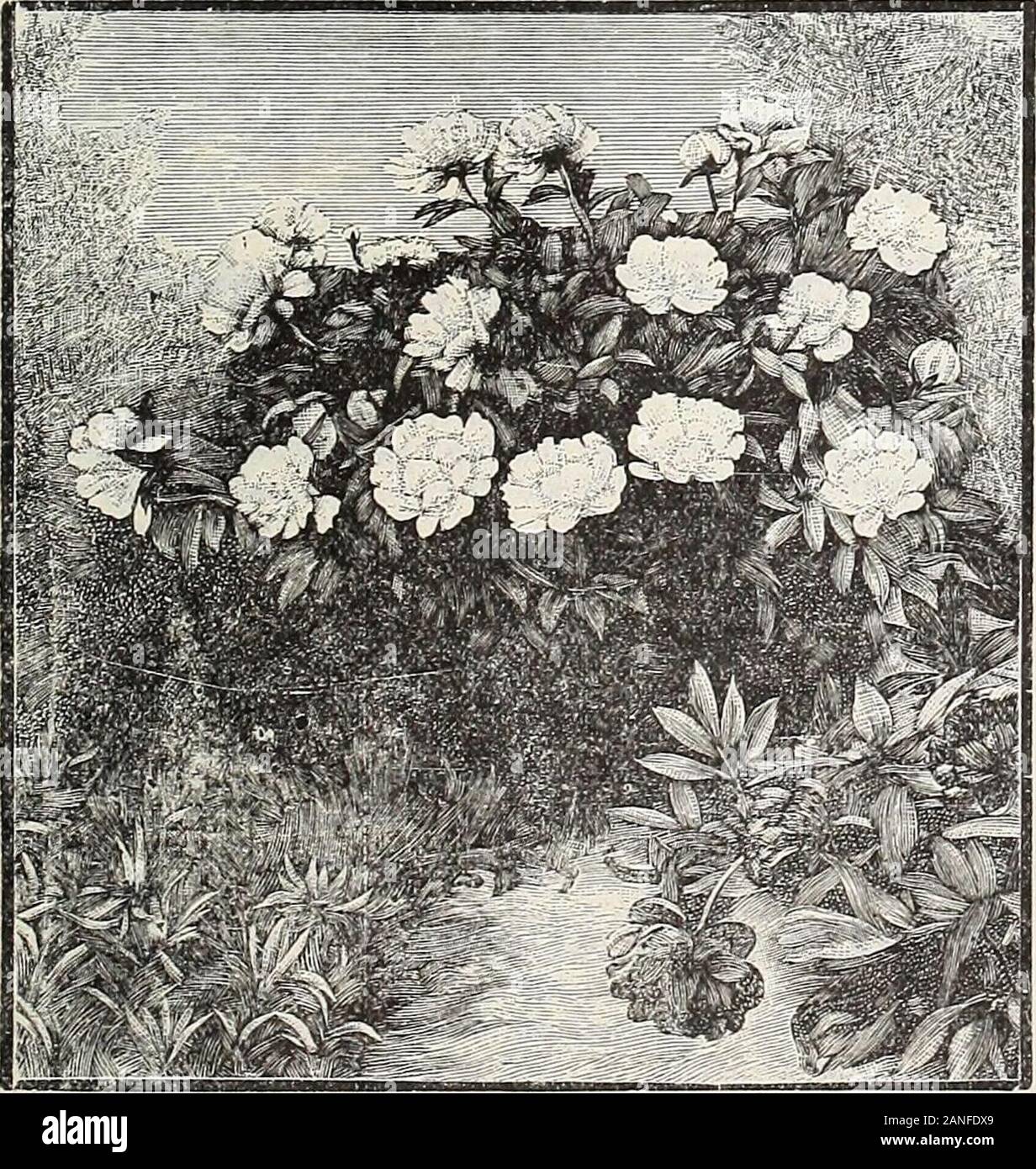 Dreer's 72nd annual edition garden book : 1910 . doz. HARDY ORCHIDS. There is a wealth of beauty in this little cultivated class ofplants. The sorts offered below are quite hardy, and succeedbest in a partially shaded position in a deep, moist soil composedof equal parts of loam, leaf-mould and sand. Cypripedium acaule (Ladys Slipper). Broad, oval fol-iage, and showy, bright pink, lighter veined, curiously-formedflowers. 25 cts. each. — pubescens (Yellow Ladys Slipper). Large, showy,bright yellow. 25 cts. each. — spectabile (Moccasin-Floicer, or Shoicy Lady Slipper).Clusters of beautiful white Stock Photo