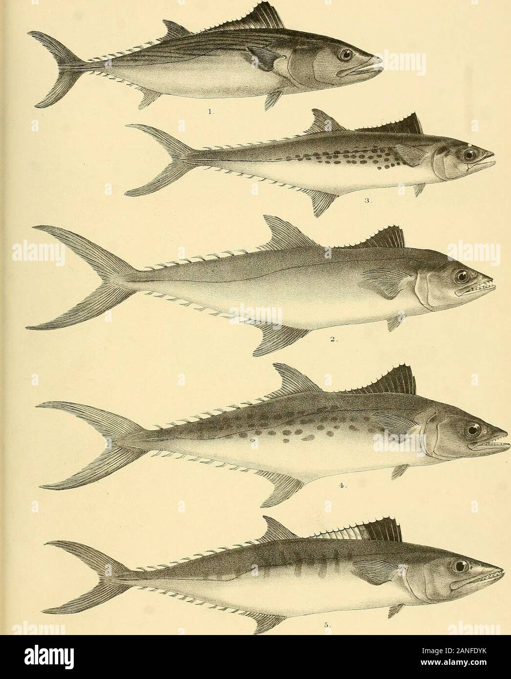 The fishes of India; being a natural history of the fishes known to inhabit the seas and fresh waters of India, Burma, and Ceylon . G.H.Ford del Suzim ith. Mmtera Bros. imp. 1, CYBIUM GUTTATUM (YOUNG). 2, ELACATE NIGRA. 4, URANOSCOPUS MARMORATUS. 5, ICHTHYSCOPUS 1NERME. 3, ECHENEIS BRACHYPTERA 6, PSEUDOSYNANCEIA MELANOSTIGMA. Days Fishes of India. Plate LVI.. G-.H.Ford del. RMm-tera lith. Mint era Bros - imp. 1, PELAMYS CHILENS1S. 2,CYBIUM KUHL1I. 3, C. INTEKRUPTTJM.5, C . COMMERS ONII. 4-, C. GUTTATUM. Days Fishes of India. Plate LVH. Stock Photo