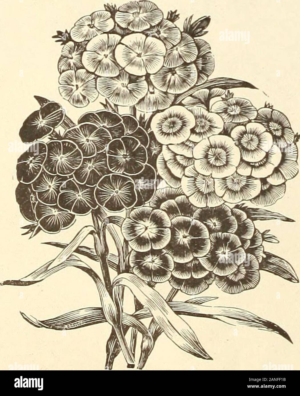 Farquhar's 1910 garden annual . Scabiosa Caucasica. 7855 VERBASCUM Olympieum. Mullein. Largo wliiti rki. silvery foliage, with grand spikes of yellow floweni. 5 ft., i oz., .30; .1078(i0 Panosum. Stately plant with large woolly leaves and dense spikes of sulphur yellow flowers. 6 feet, Oz., .40; .05 VERONICA. Speedwell.Elegant hardy peremiials of easy culture and thriving inany good soil. 7865 Amethystina. Light blue. 2 feet 15 7870 Longifolia. I^ong spikes of rich bhu&gt; flowers. 2 feet, .107875 Ineana. Lovely shade of iolet. U feet 10. SWEET WILLIAM. Dionthus Barbatm.Showy hardy l)iennials Stock Photo