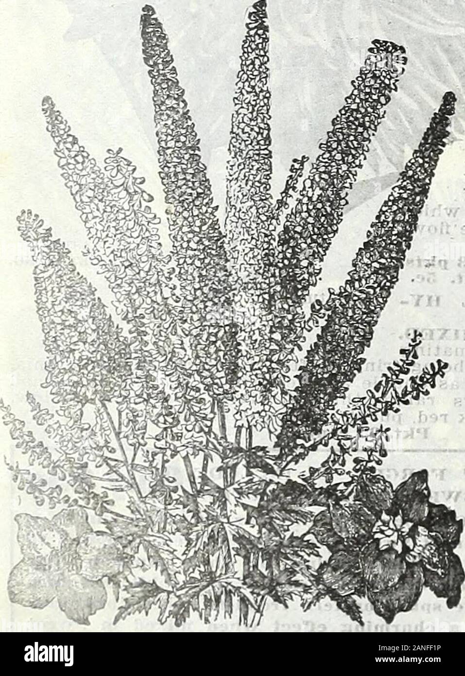 Farm and garden annual, spring 1906 . SCABIOSA JAPONICA. NICOTIANA HYBRIDS OF SANDERAE. SCABIOSA JAPONICA. A hardy perennial Scabious or Mourn-ing Bride, from Japan, forming largemany-branched bushes of about 2% feetin height. The flowers are borne on long,wiry stems 15 to 20 inches in length andmany of them measuring 22 inchesacross of a beautiful lavender blue color.The plants are extremely free flowering,producing lovely flowers from June untillate in fall. Excellent for cut flowerwork. Will not be at its best until thesecond year.. HARDY LARKSPUR.Delphinium Grandifloruni Mixed. In our sup Stock Photo