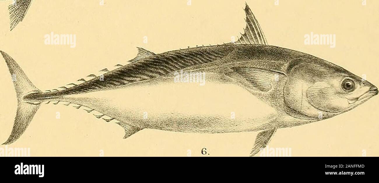 The fishes of India; being a natural history of the fishes known to inhabit the seas and fresh waters of India, Burma, and Ceylon . :; / W. GH.Ford del Suzmi lilh Mintern Bros- imt- *J HALIEUTjEA STELLATA. 2.PSENES INDICUS. 3, SCOMBER MICROLEPIDOTUS (YOUNG! 4, S. MICROLEPIDOTUS (MIDDLE AGE). 5, S MICROLEPIDOTUS (ADULT). 6, THYNNUS THUNNINA. Days Fish.es of India. Plate LV. Stock Photo