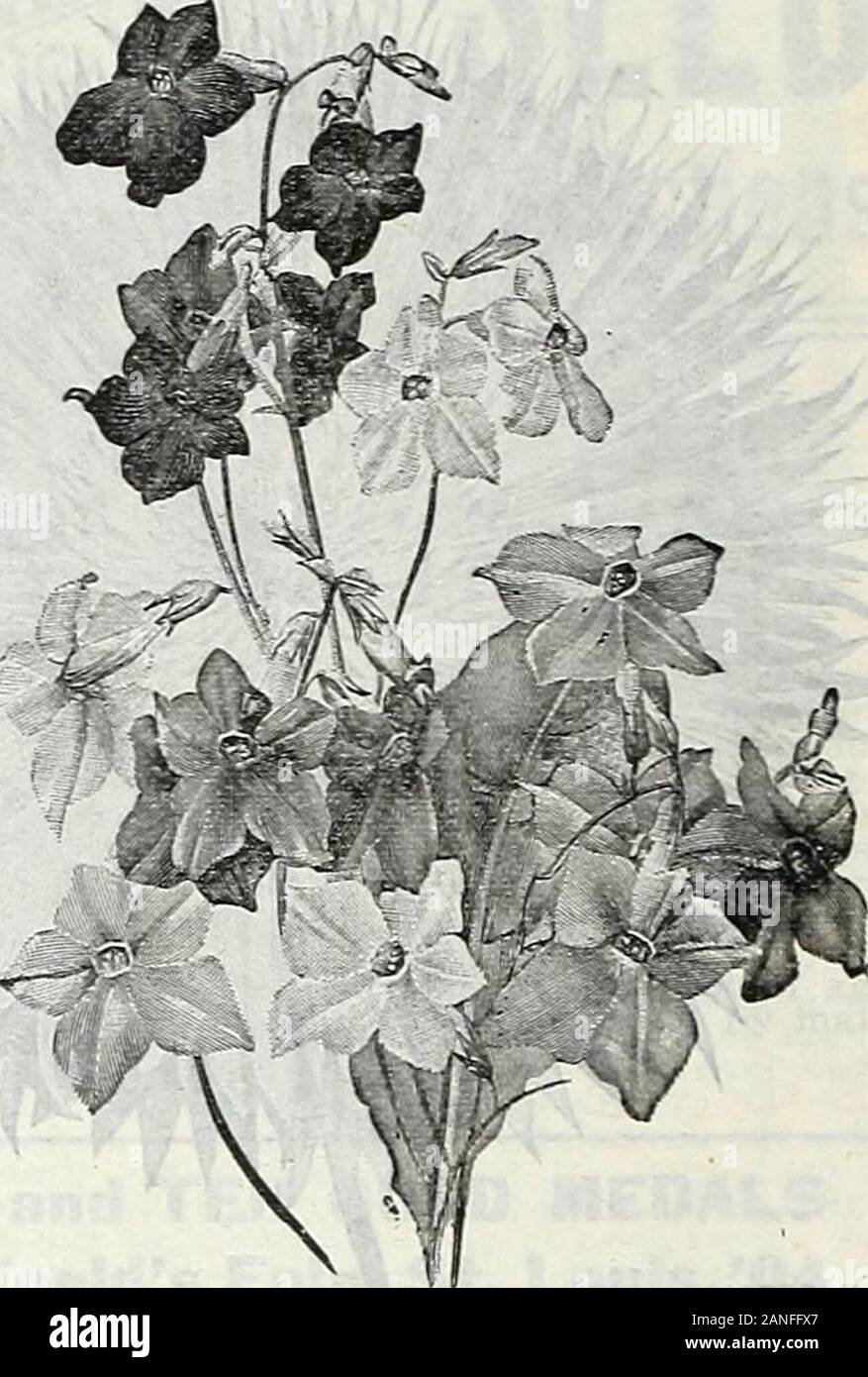 Farm and garden annual, spring 1906 . SCABIOSA JAPONICA. NICOTIANA HYBRIDS OF SANDERAE. SCABIOSA JAPONICA. A hardy perennial Scabious or Mourn-ing Bride, from Japan, forming largemany-branched bushes of about 2% feetin height. The flowers are borne on long,wiry stems 15 to 20 inches in length andmany of them measuring 22 inchesacross of a beautiful lavender blue color.The plants are extremely free flowering,producing lovely flowers from June untillate in fall. Excellent for cut flowerwork. Will not be at its best until thesecond year. Stock Photo
