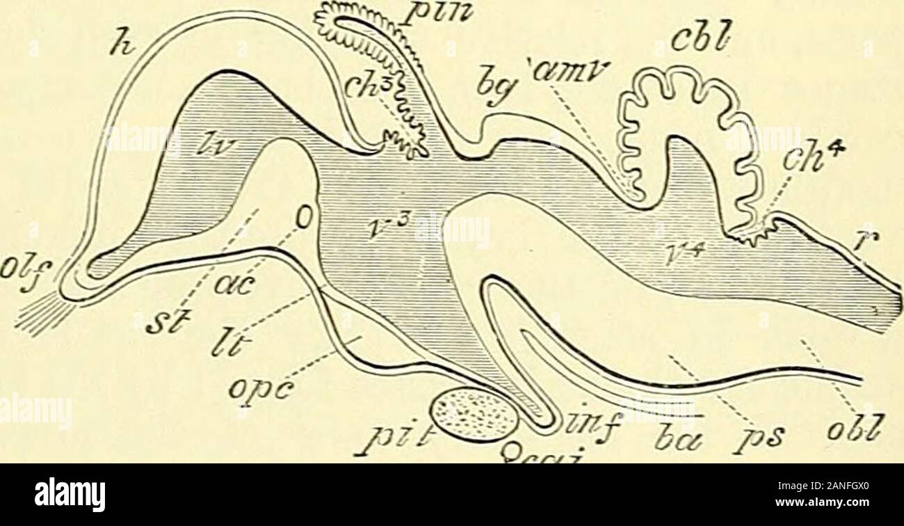 Quain's elements of anatomy . ring Fig. 729.—Outline op a Fig. 729. LONGITUDINAL SECTION THROUGH THE BRAIN OFA CHICK OF TEN DATS. (After Mihalkovics.) h, cerebral hemisphere ; olf,oKactory lobe and nerve ; st,corpus striatum ; Iv, lateralventricle; ac, anterior com-missure ; It, lamina terminalis;ope, optic commissure ; pit,pituitary gland ; inf, inf undi-bulum; cai, internal carotidartery ; v^, third ventricle ;ch?, choroid plexus of third ventricle ; pin, pineal gland; Ijg, corpora bigemina; amv, anterior medullary velum ;below -n-hich two last references are the aqueduct of Sylvius and crur Stock Photo