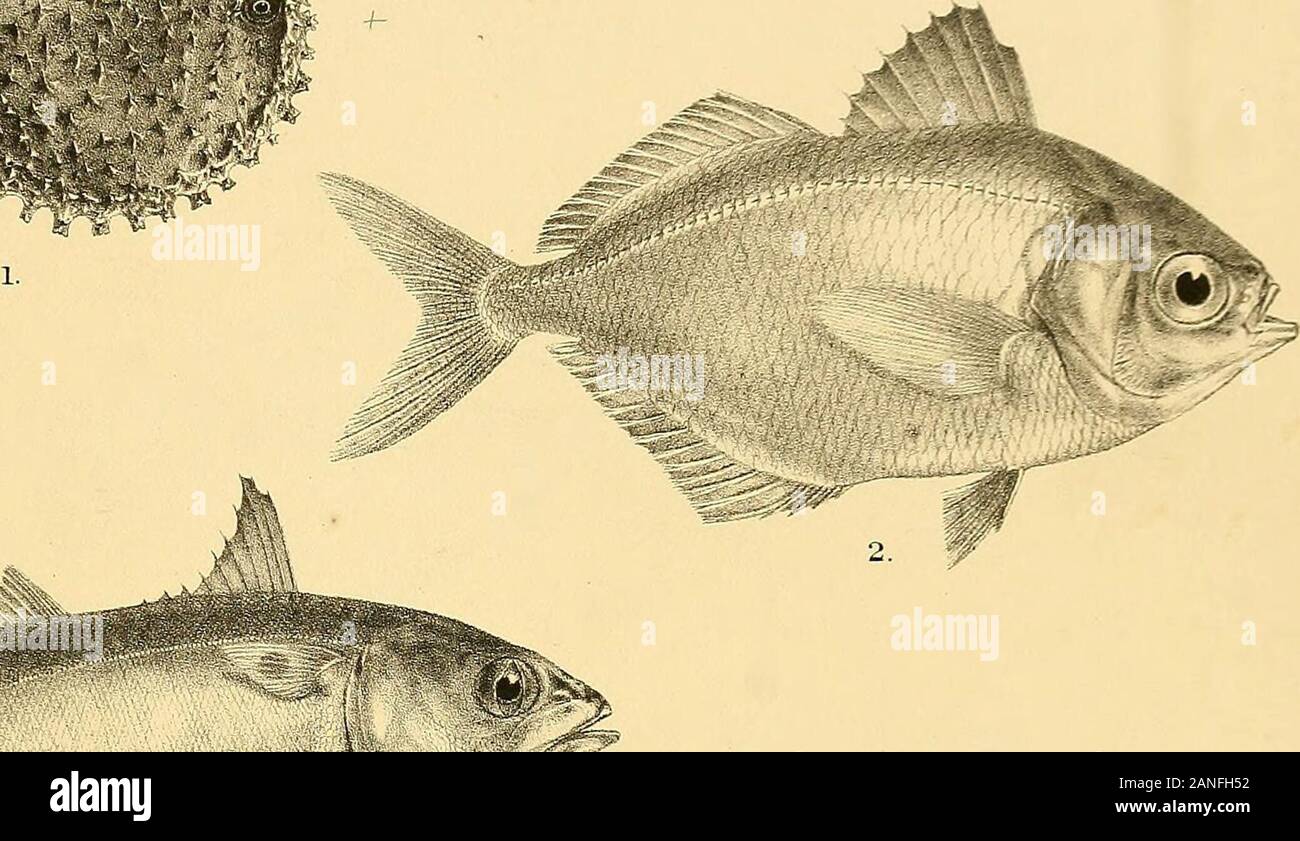 The fishes of India; being a natural history of the fishes known to