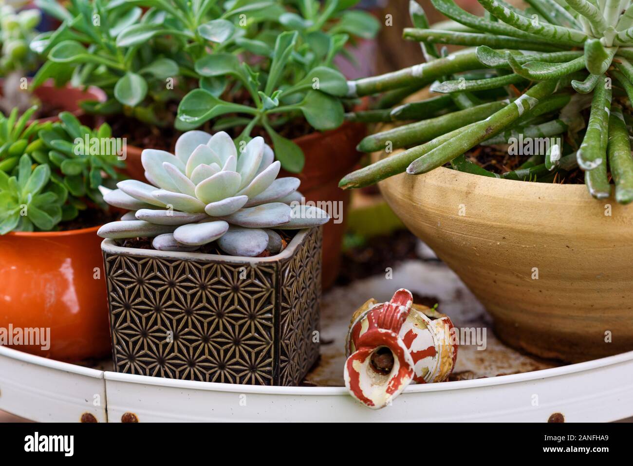 Various Succulent Plants Pots At Homemade Stand In A Garden. Stock Photo