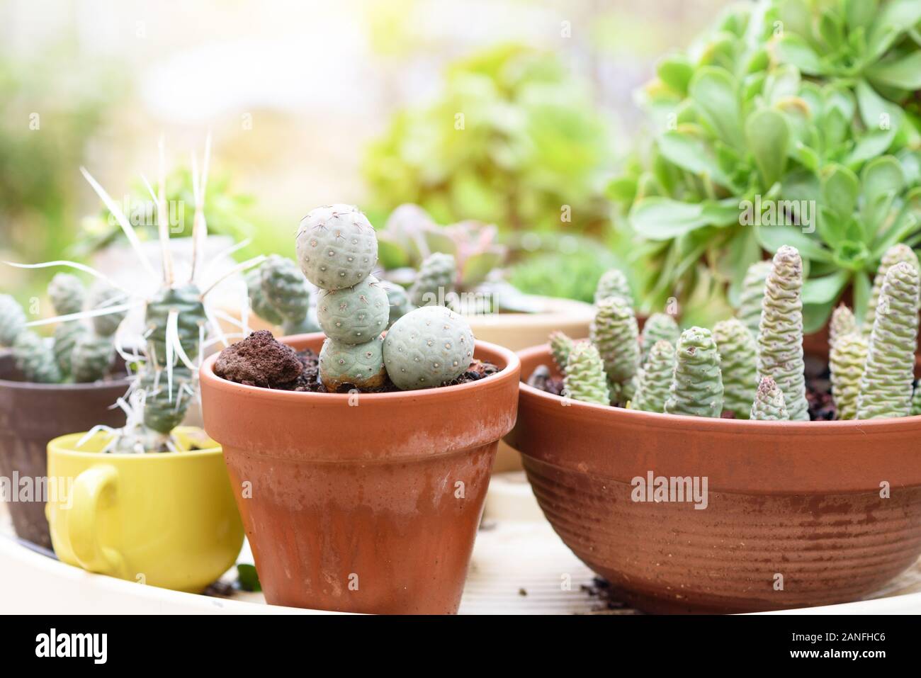 Group of Tephrocactus succulent plants in a sunny garden. Stock Photo