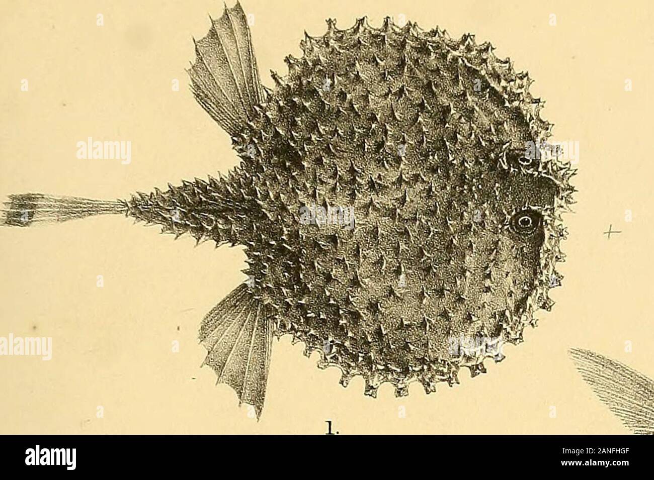 The fishes of India; being a natural history of the fishes known to inhabit the seas and fresh waters of India, Burma, and Ceylon . G H Ford del R.Mmtern lith l&n-ere Bros 3rop - G^ZZA MINUTA 2, LACTARIUS DELIGATULUS. 3- STROMATEUS CINEREUS (IMMATURE 4.. S NIGER 5 MEIIE MACULATA 6. CORYPafiNA HIPPURUS Days Fishes of India. Plate LN.. Stock Photo