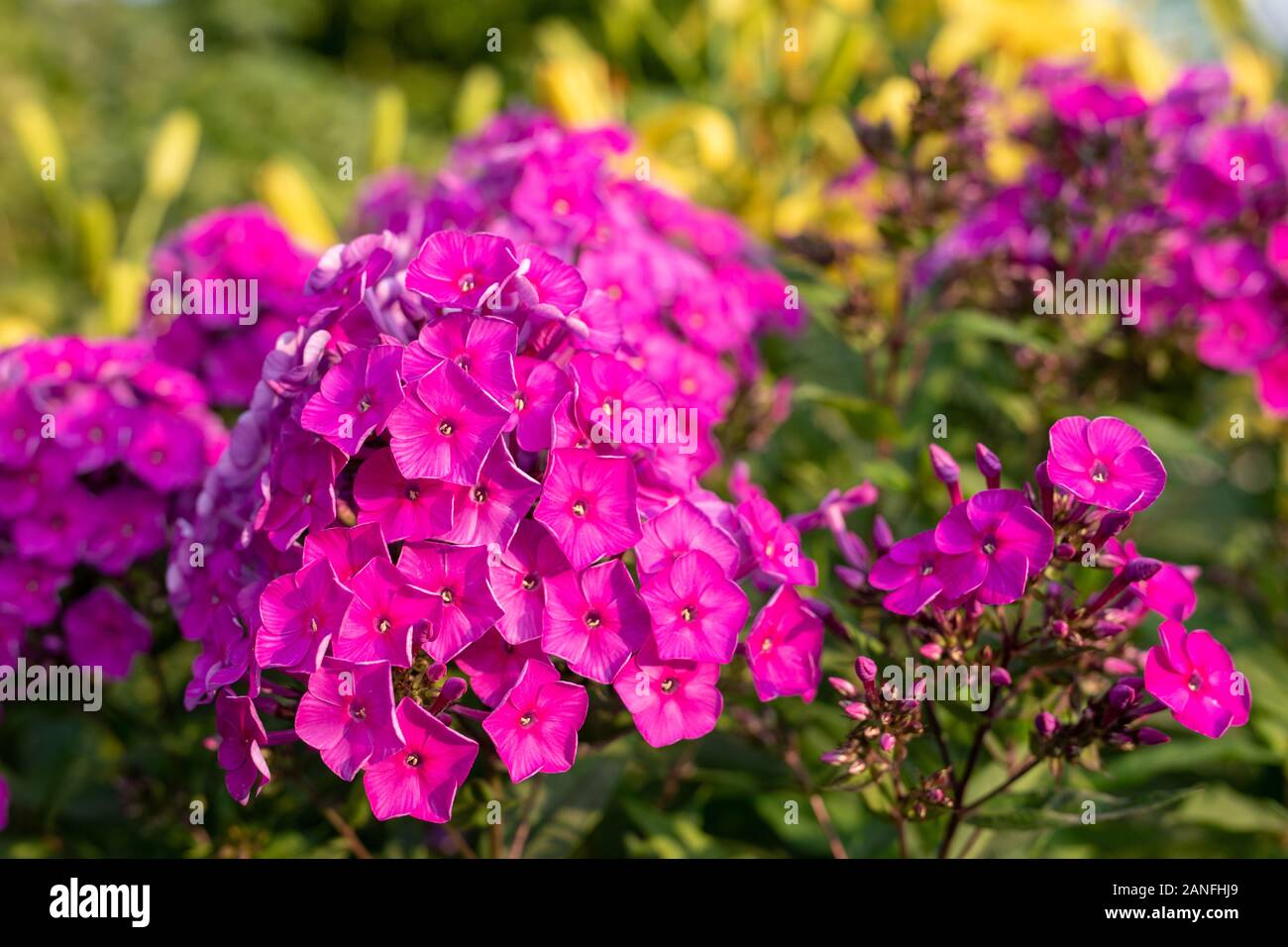 Bright pink flower phlox paniculata, perennial or summer phlox. blooming in garden on summer sunny day Stock Photo