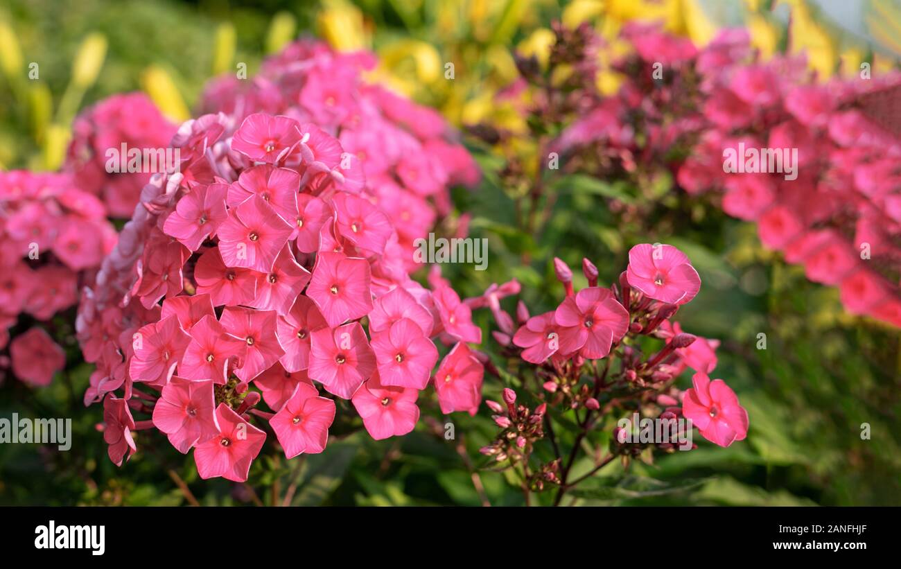 Bright pink flower phlox blooming in garden. bokeh flower background. Stock Photo