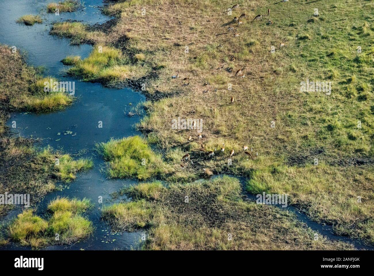 Arial view of Inland Okavango Delta with grassy plains and wildlife habitat, Botswana, Africa. Stock Photo