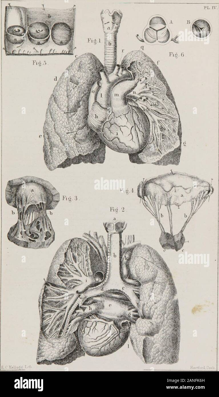 Class-book of physiology : for the use of schools and families : comprising the structure and functions of the organs of man, illustrated by comparative reference to those of inferior animals . Figure 2. Back View of the Heart and Lungs.—a, Larynx. 6, Trachea, c, Right bronchus, d, Left bronchus, e, Left auricle of the heart. /, Left ventricle, g, Rightpulmonary veins. A, Left pulmonary veins, i, Left pulmonary artery, j, Section of theaorta. A-, Trunks of the brachic-cephalic veins (those which belong to the arms and head).I, The opening of the inferior vena cava.—The sub-divisions of the pul Stock Photo