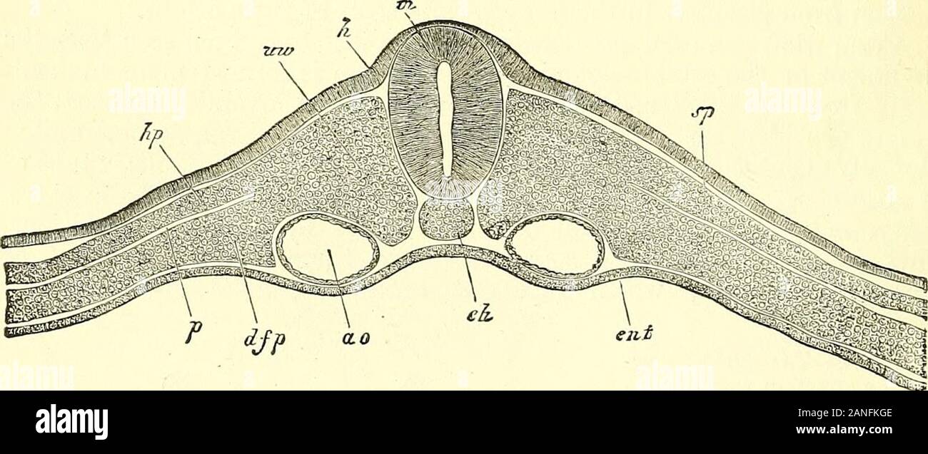 Dorsal Ridges High Resolution Stock Photography and Images - Alamy