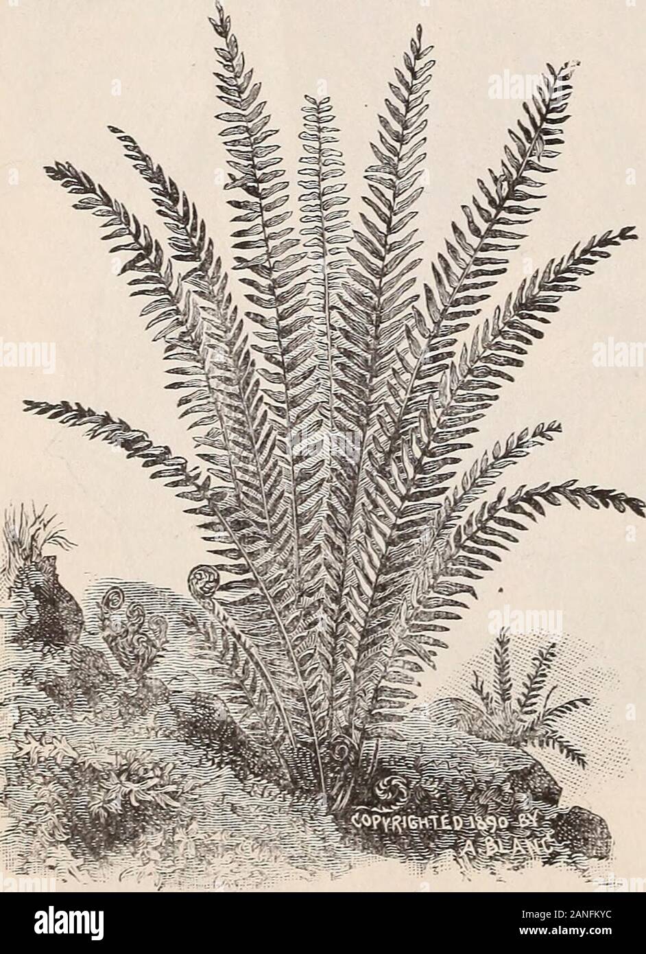 Horsford's trade list of bulbs, ferns, orchids, and bog plants for the summer and autumn of '93 . 6 Horsfords Trade List. SECTION V. Ferns from Various Sections. ADIANTUM pedatum ...... emarginatum ASFIDIUM acrosticoides . aculeatum var. Braunii . lobatum . scopulinum . cristatum var. Clintonianum . Boottii Goldianum Iioncliitis marginale risfidum var. argutum . munitum Nevadense Nove boracense Felix Mas spinulosum . var. intermediiim dilatatum Thelypteris. See Bog Plants.ASPLENIUM Felix Fcsmina . Felix Foemina Michauxii . angustifolium ebenium thelypteroides Trichomanes viride Doz.SU T51 25. Stock Photo