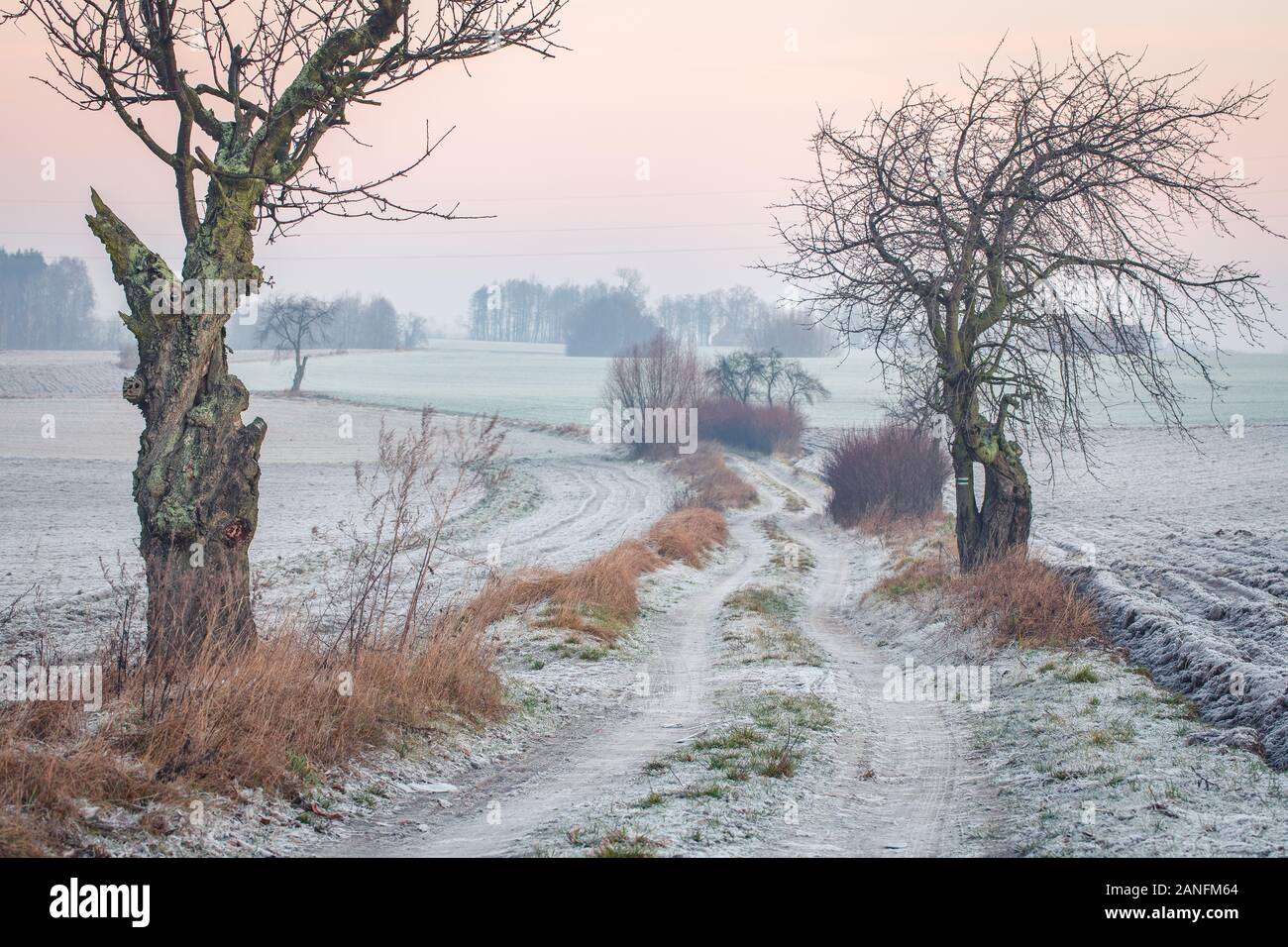 Country road among frozen fields and trees, polish village close to Gniezno. Winter landscape, Poland. Stock Photo