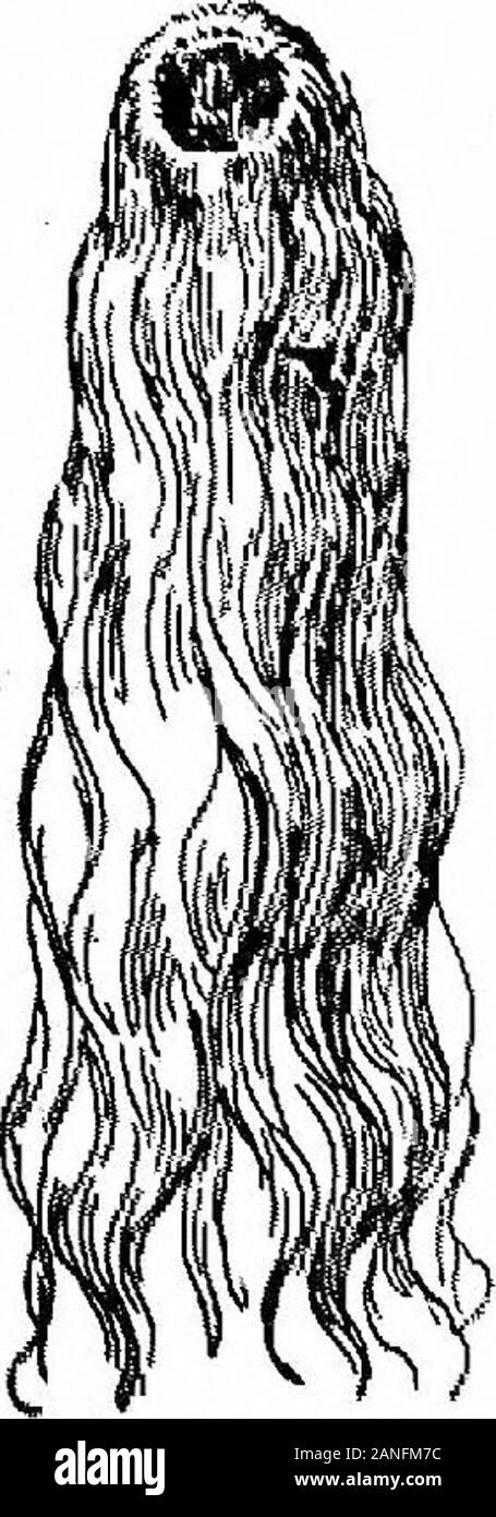 coupe cheveux frisés naturel