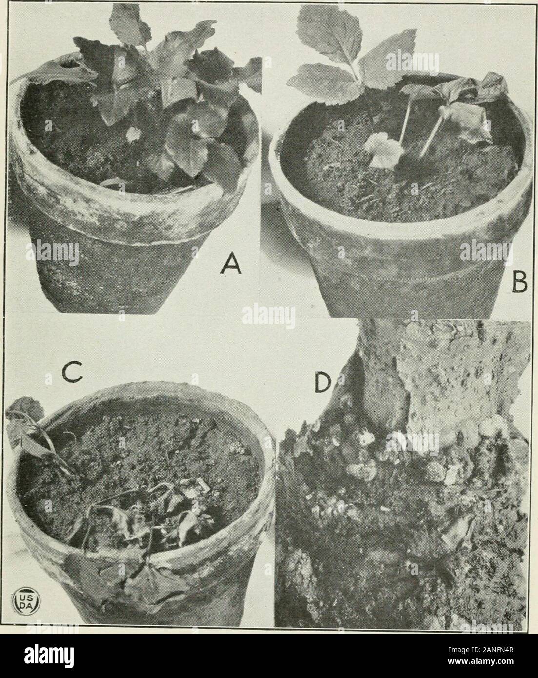 Journal of Agricultural Research . Phytopathology, v. 8, p. 15-19. (8) Lawrence, W. H. 1912. plant diseases induced by sclerotinia perplexa nov. sp. wash.Agr. Exp. Sta. Bui. 107, 22 p., 9 fig. (9) Morris, H. E., and Swingle, D. B. 1921. AN important new DISEASE OP THE CULTIVATED SUNFLOWER. (Abstract.) In Phytopathology, v. 11, p. 50. (10) Orton, W. a. 1914. THE fungus GENUS VERTICILLIUM IN ITS RELATION TO PLANT DISEASES. (Abstract.) In Phytopathology, v. 4, p. 40-41. (11) Stevens, F. L., and Hall, J. G. I911. A serious lettuce disease (SCLEROTINIOSE) AND A METHOD OP CON-TROL. N. C. Agr. Exp. S Stock Photo