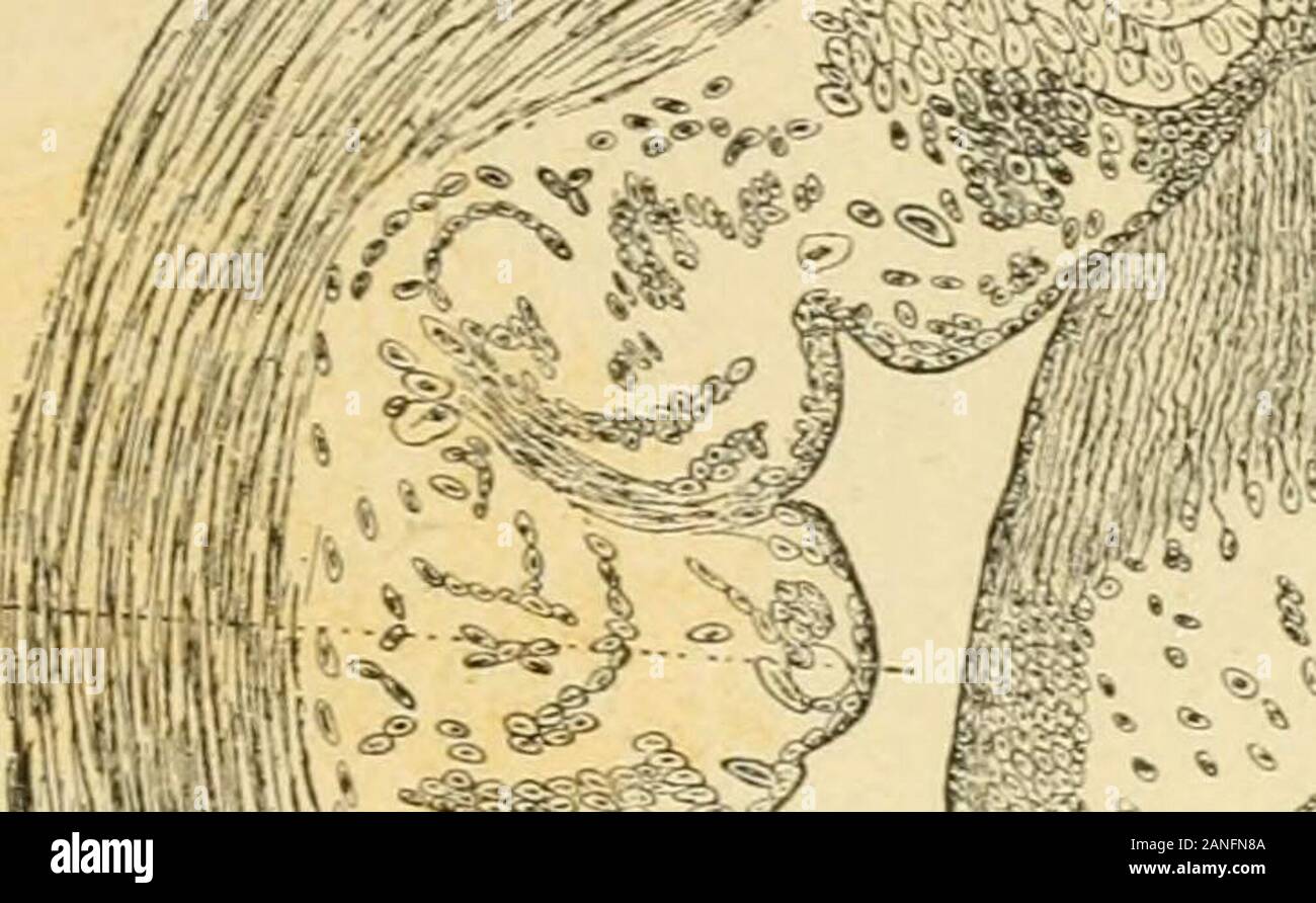 Sémiologie et diagnostic des maladies des animaux domestiques . sont quelquefois très prononcés,comme en témoigne une observation clinique de Cadéacet Raymond sur la paralysie de la queue et des sphincters,accompagnée dun œdème prononcé de la base de laqueue et du pourtour des sphincters (2). 11 faut reconnaître aussi que des lésions vasculairesimportantes, comme Yendophlébite (fig. 12), des lésionsnerveuses {névrites interstitielles) et osseuses (ostéites)peuvent se déveIoi)[)er antérieurement à toute névrotomiecomme en témoignent les recheiches de l*écus (3). (I) Bulletin de la Société des S Stock Photo