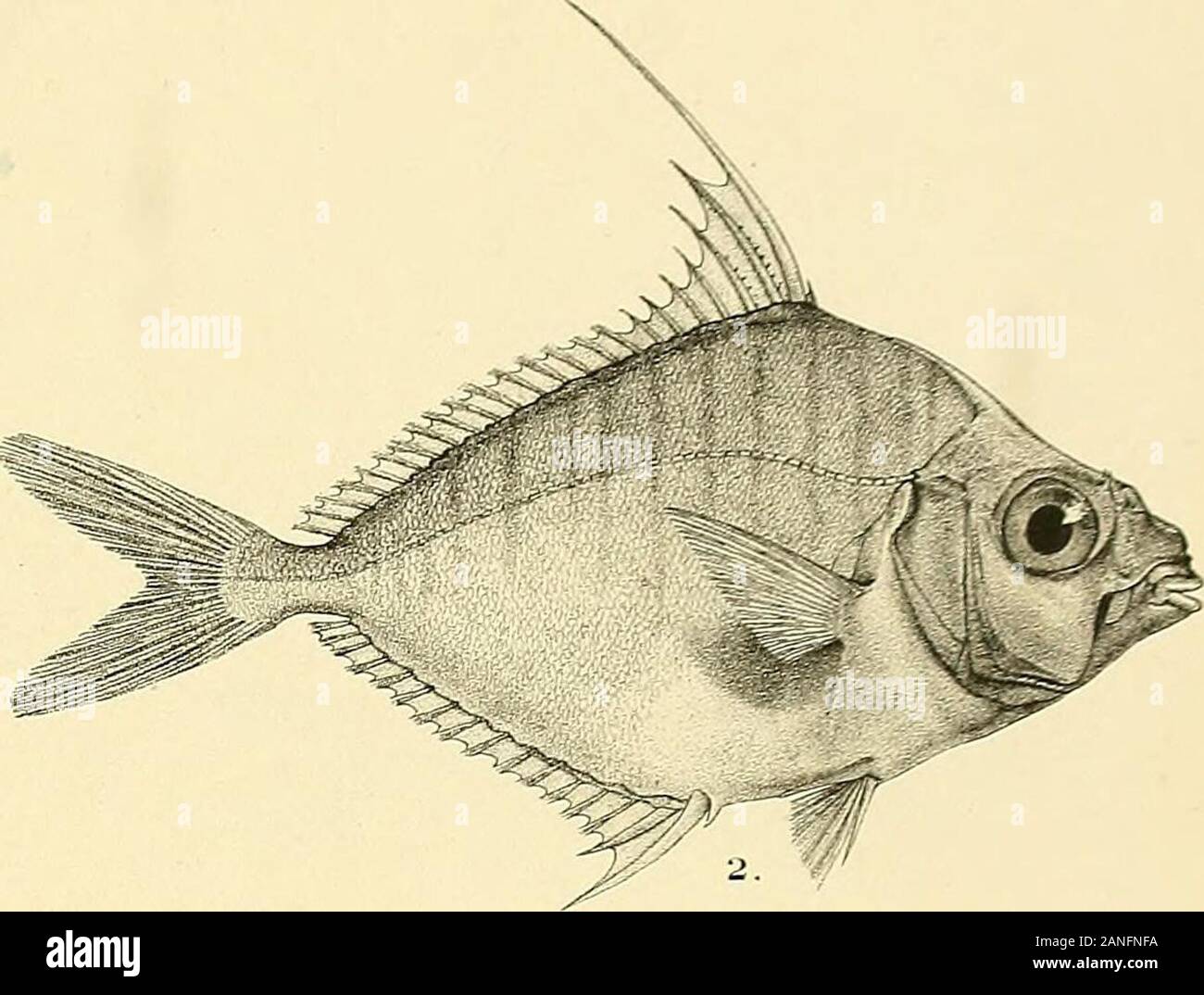 The fishes of India; being a natural history of the fishes known to