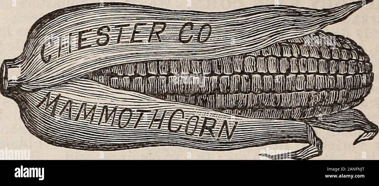 Buying flower seeds hires stock photography and images Alamy