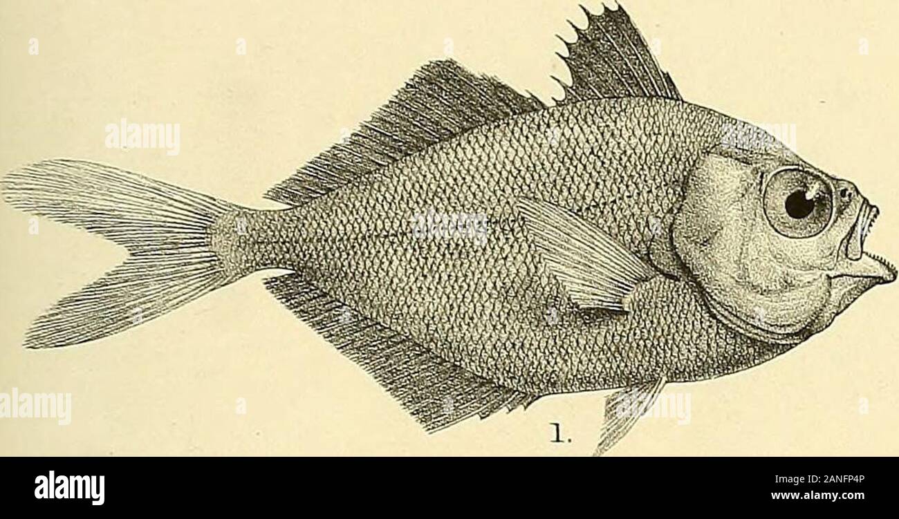 The fishes of India; being a natural history of the fishes known to inhabit the seas and fresh waters of India, Burma, and Ceylon . G.K toi-d -lei. Suzioi iith. LSmern Bros l.CHORINEMUS MOADETTA. 2. TRACHYNOTUS OVATUS. 3, T.RTJSSELL1I 4, PLATAX TEIRA. 5,PSETTUS ARGENTEUS. Days FisL.es of India. Plate LLC.. Stock Photo