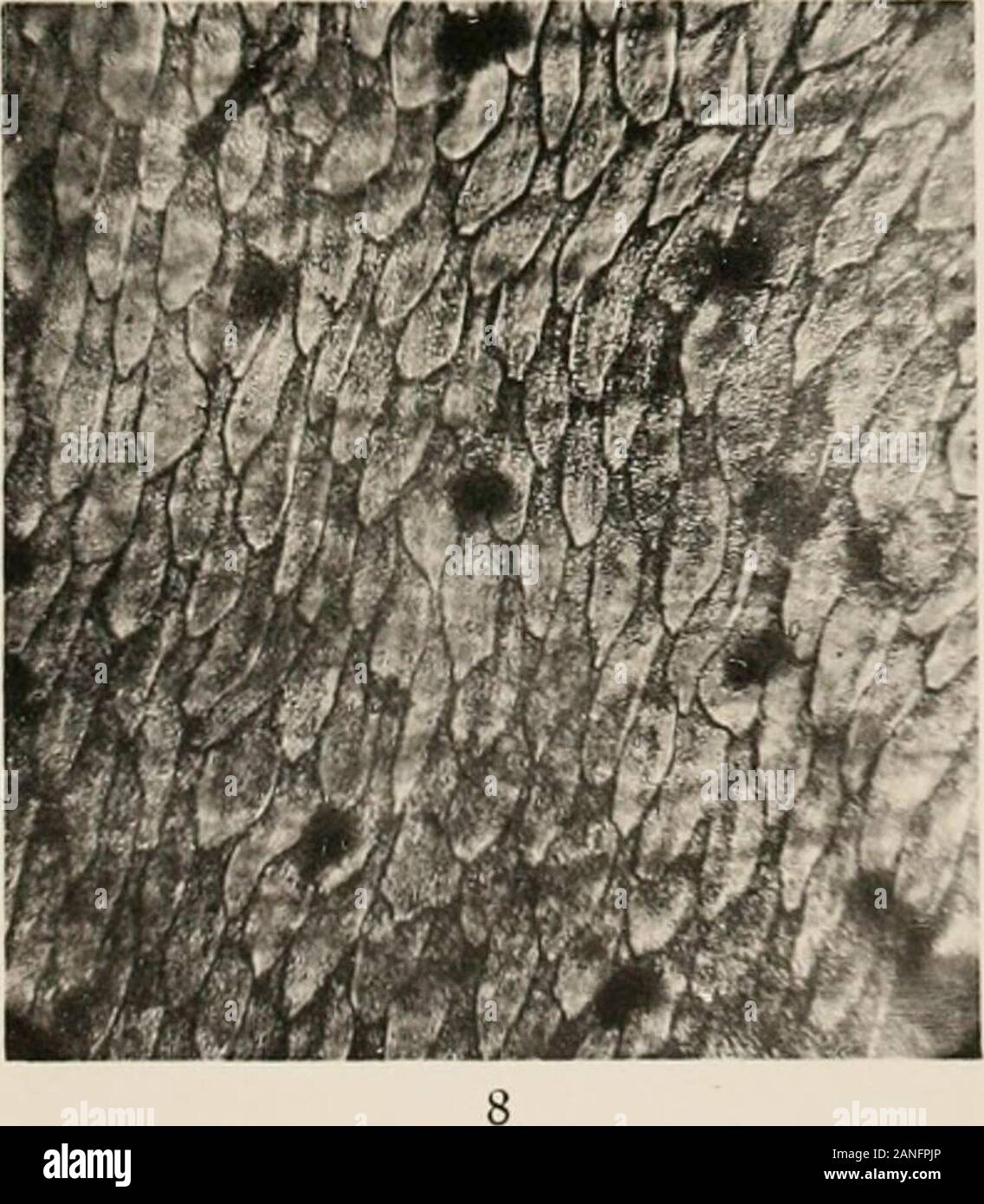 Report on the scientific results of the voyage of S.Y"Scotia" during the years 1902, 1903 and 1904, under the leadership of William SBruce . Stock Photo
